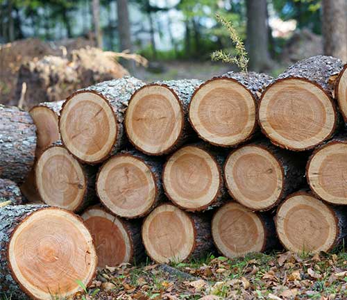 trästockar i skogen